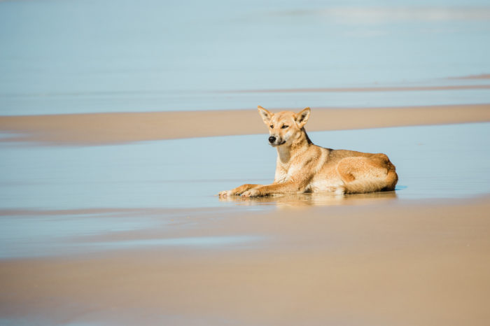 Fraser Island Dingo, 4WD and Sea Exploration Tour