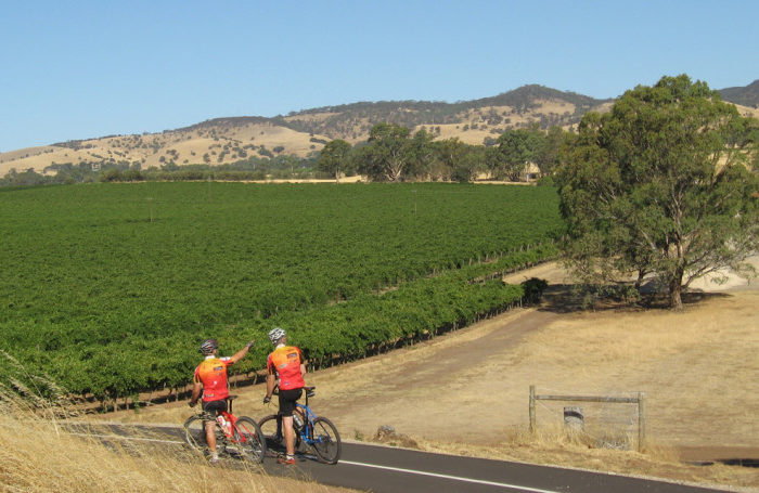 South Australia Guided Wine and Cycle