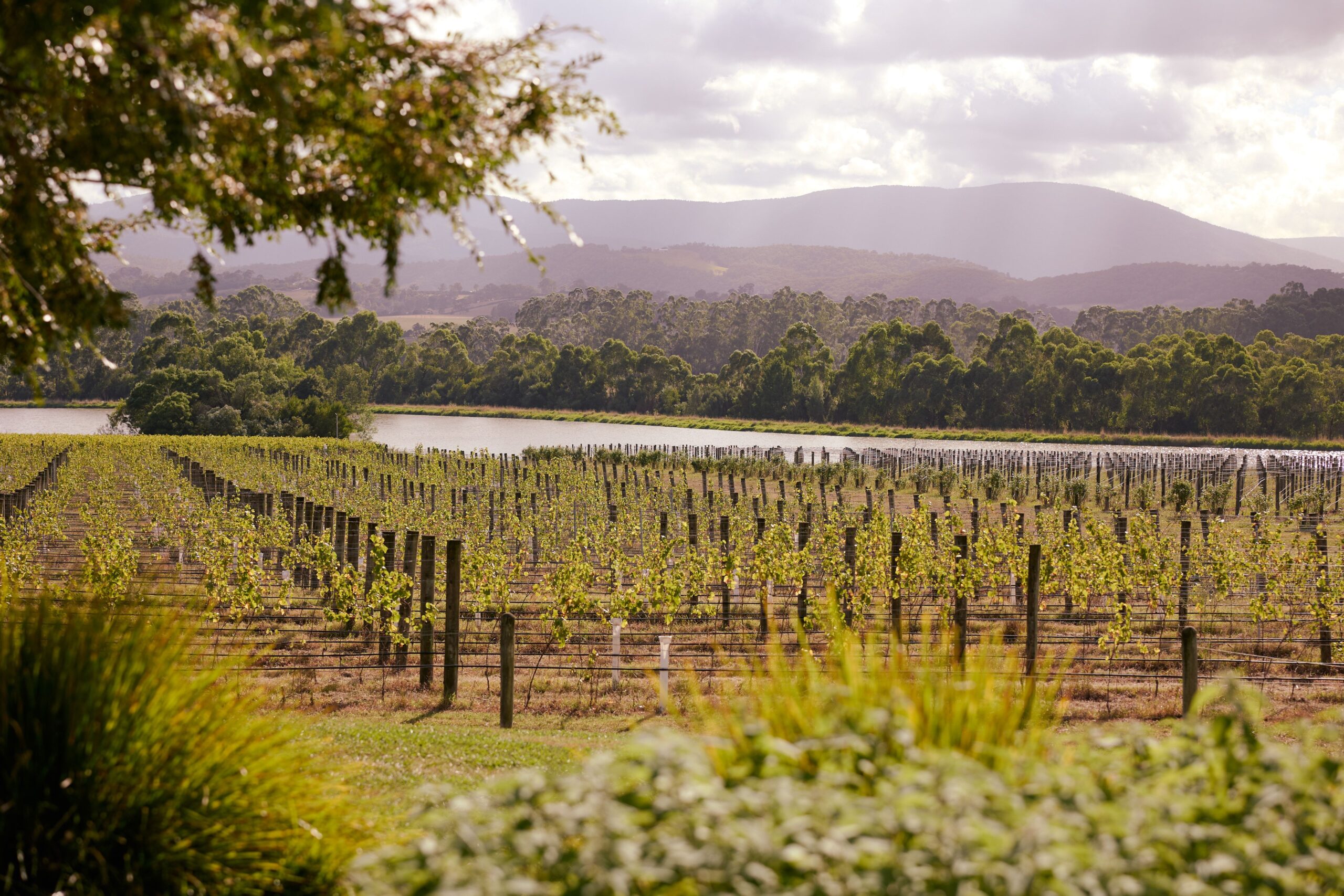 11 Day Melbourne, Yarra Valley and Whitsundays Tour