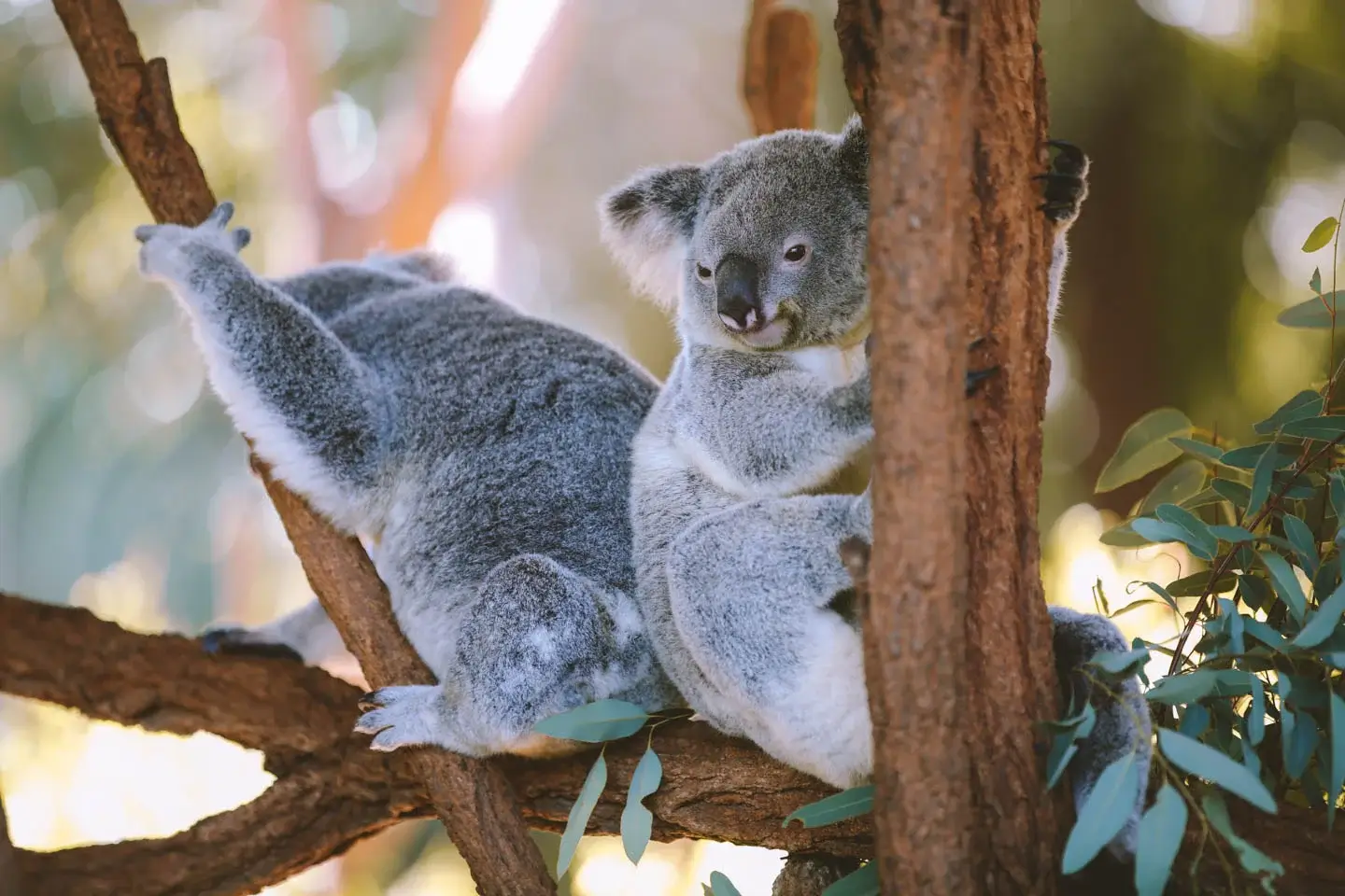 Sunshine Coast (Aussie Zoo)
